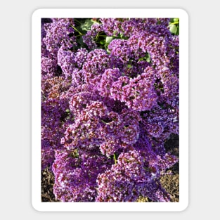 Purple Flowers Photography My Sticker